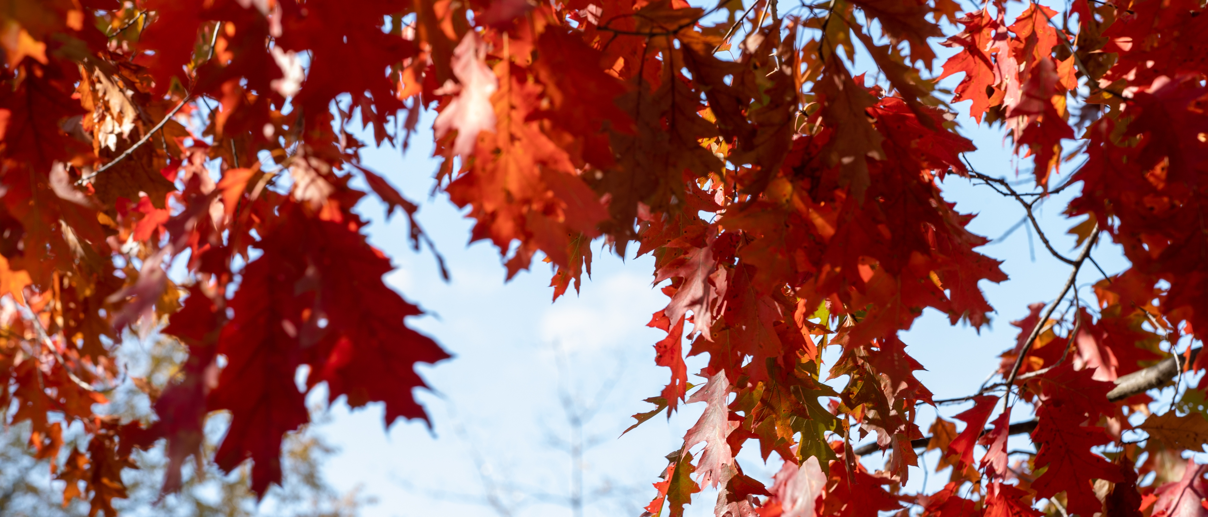 Red leaves on campus